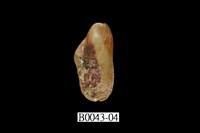 藏品(雲雀殼菜蛤)的圖片